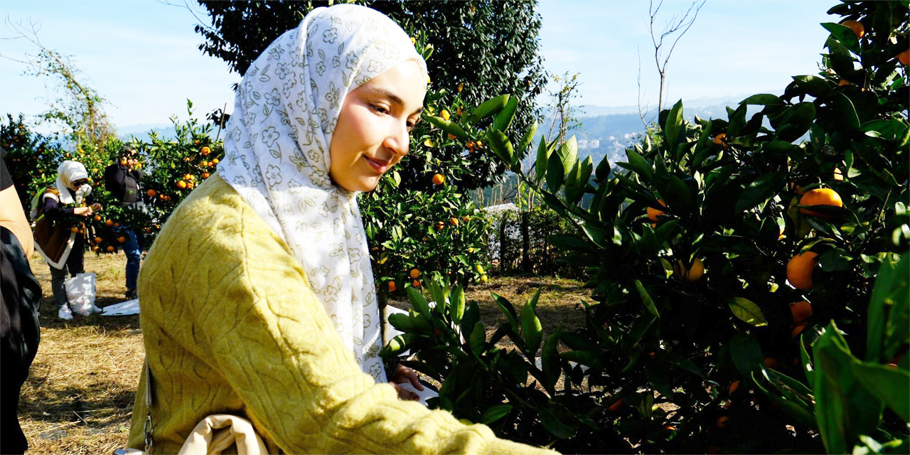 RTEÜ'lü öğrenciler ilk kez mandalina hasat etti