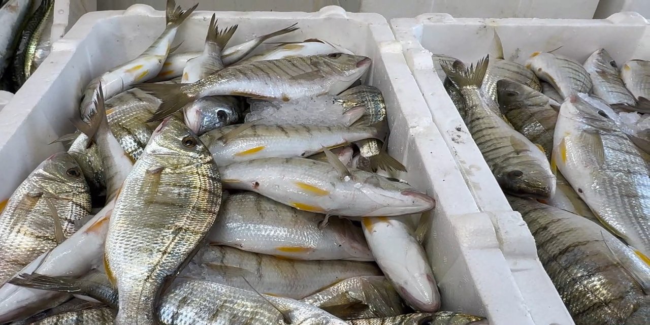 Karadeniz'de hamsi bereketi diğer balık türlerini de canlandırdı