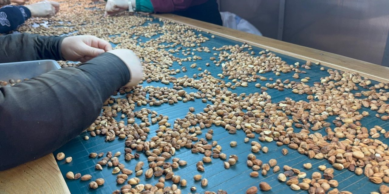 Fındık tüccarı fiyatların yükseleceği tarihe dair beklentiyi anlattı