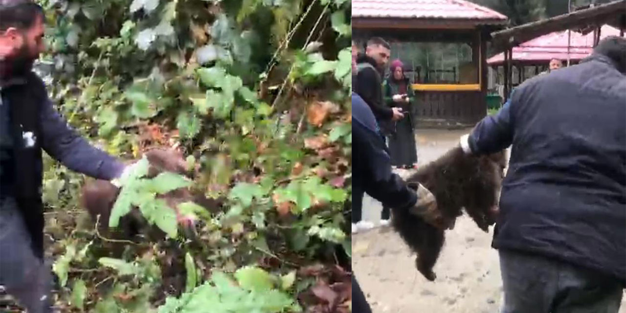 Rize'de ağaçta mahsur kalan yavru ayı, itfaiye tarafından kurtarıldı