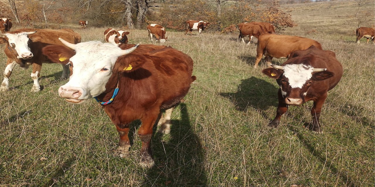 Samsun’da 2026 Şap Aşılama Programı başladı