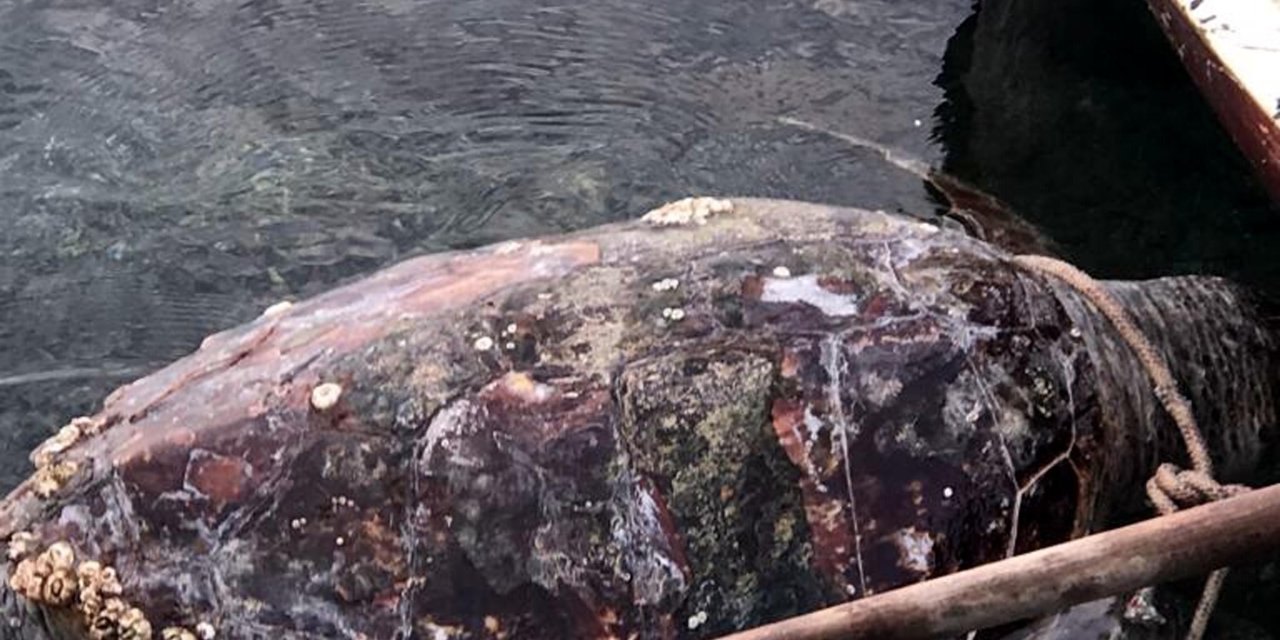 Bodrum’da Kıyıda Bulunan Caretta Caretta Öldü