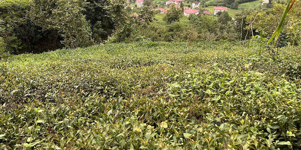 3. sürgünde sıcaklar yaş çayı yaktı, üretim yarıya düştü