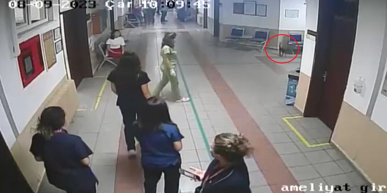 Hayvan Hastanesine Giren Sokak Kedisi, Diyaframı Yırtıldığı Belirlenip, Ameliyat Edildi