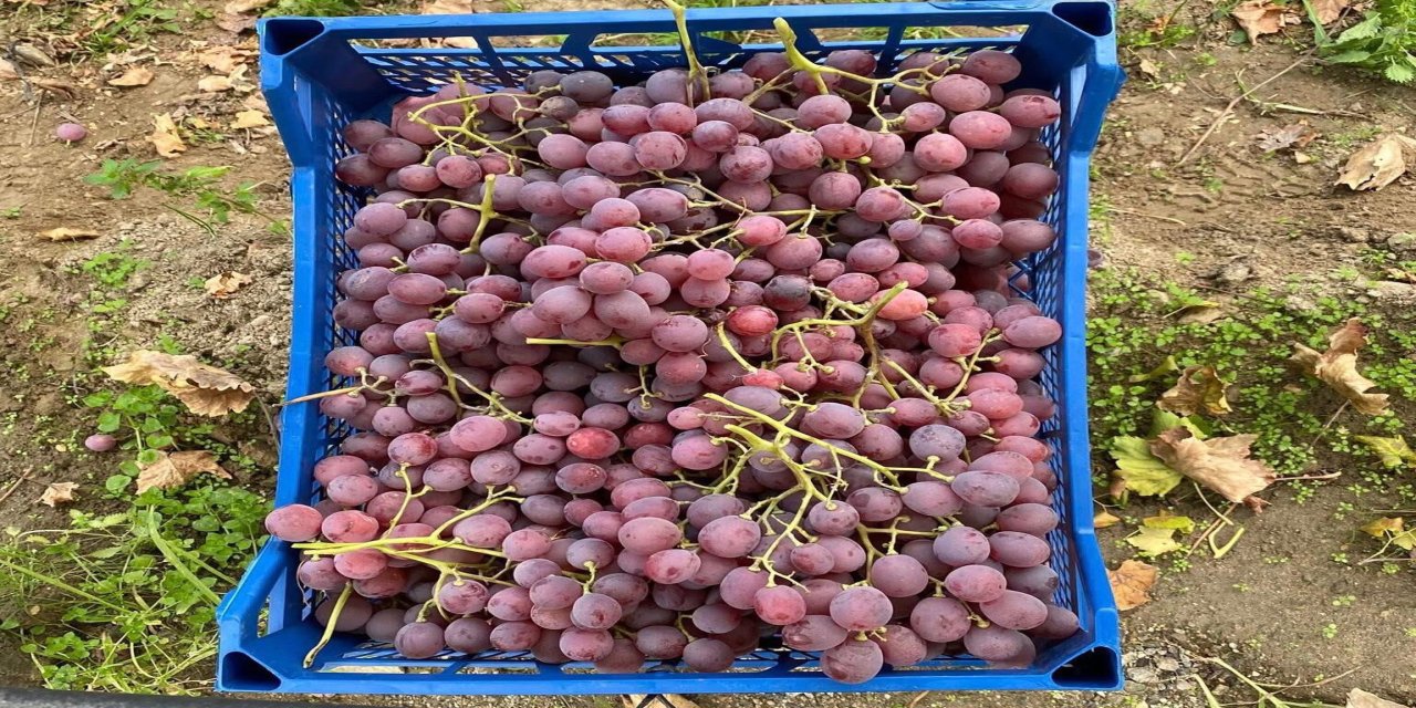 Sarıgöl’de üzüm hasadı devam ediyor