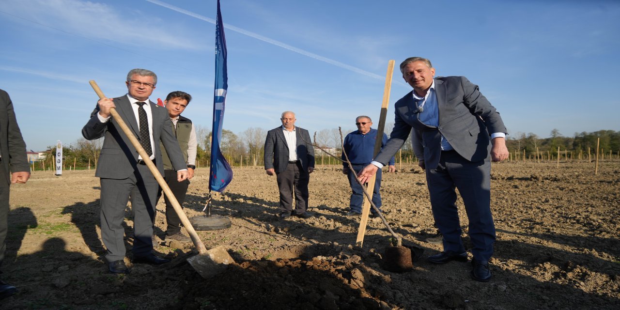 Karadeniz'in en büyük incir projesi: 50 milyon TL gelir kız çocuklarına verilecek