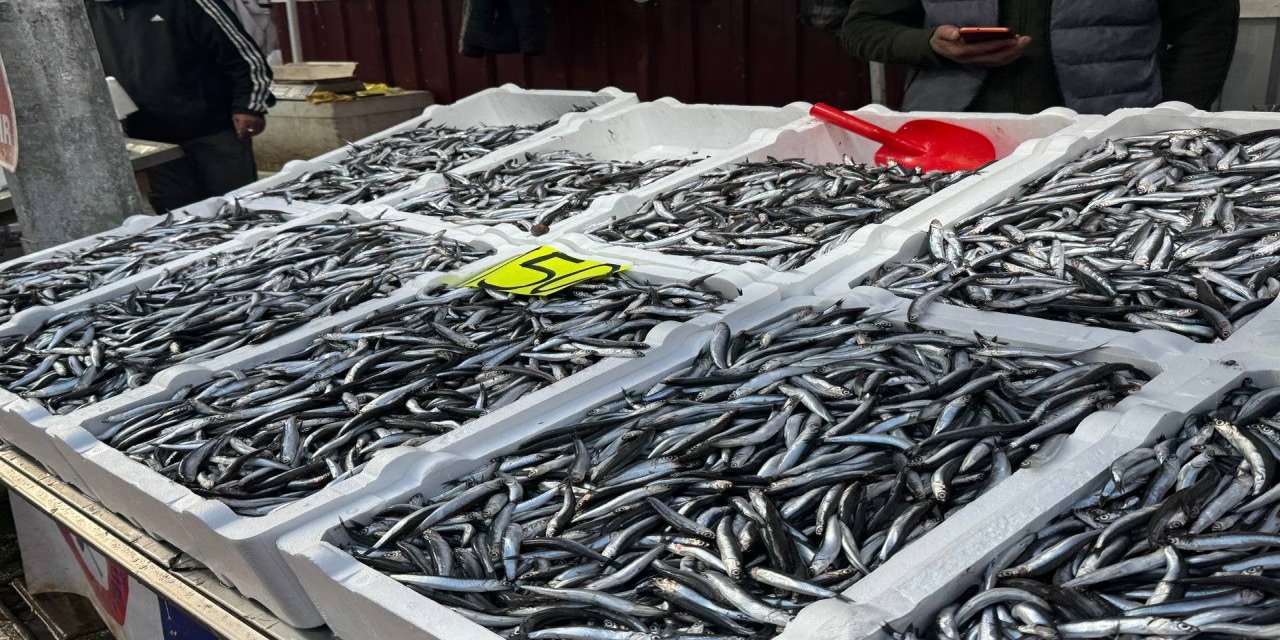 Zonguldak'ta hamsi 150 liradan alıcı buldu