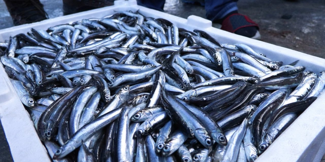 Marmara Denizi'nde Hamsi Bolluğu; Geçen Yıla Oranla 2 Kat Arttı