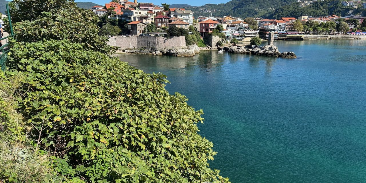 Tarihi Amasra Kalesi'nde Ağaç Ve Bitki Temizliği