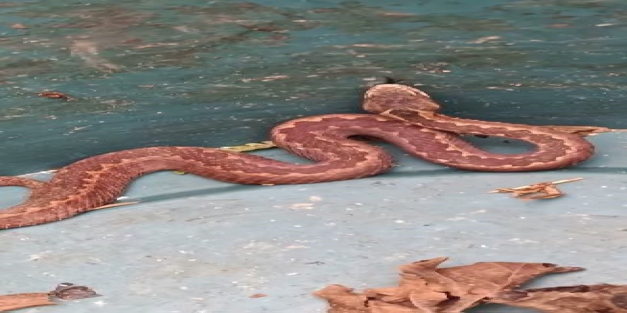 Doğu Karadeniz'de ayılardan sonra yılanlar da kış uykusuna yatmadı