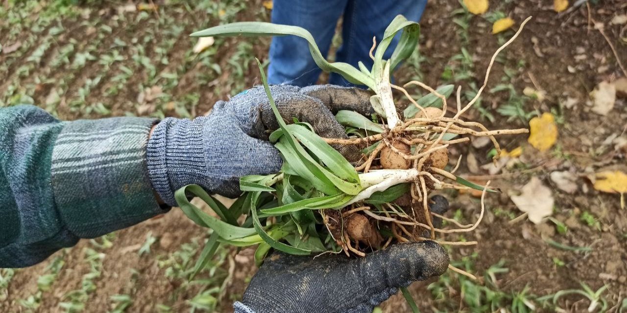 Devrek'te salep fidelerinin dikimine başlandı