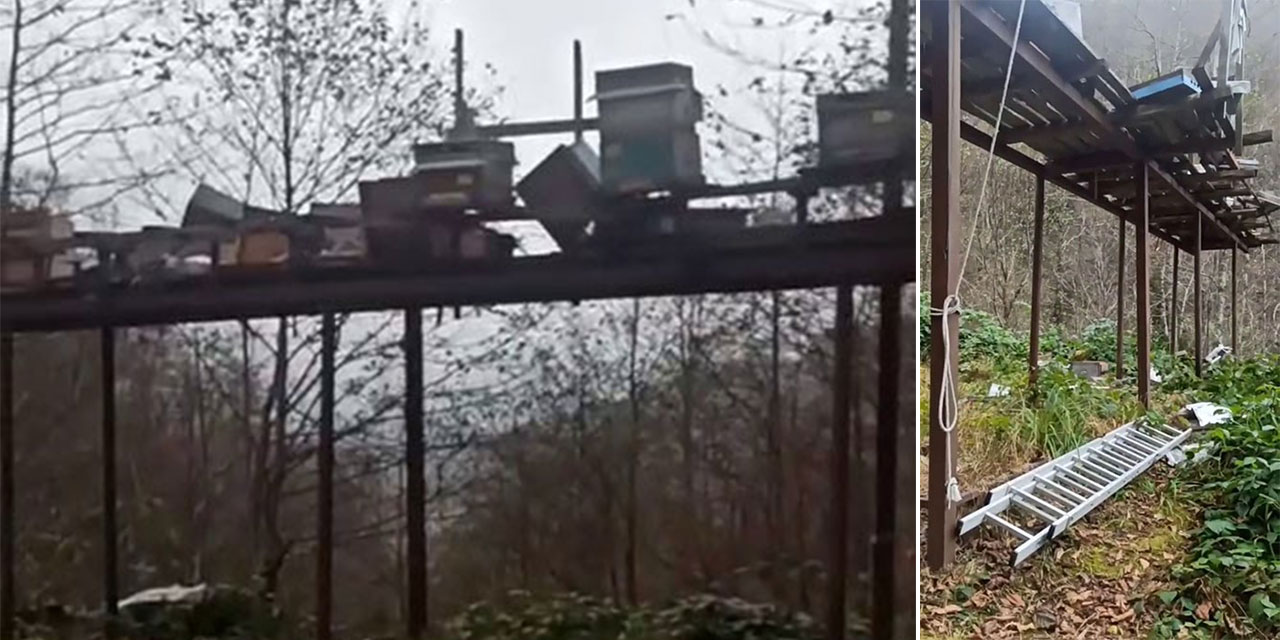 Rize’de ayılara demir profilli tezgah da çare olmadı