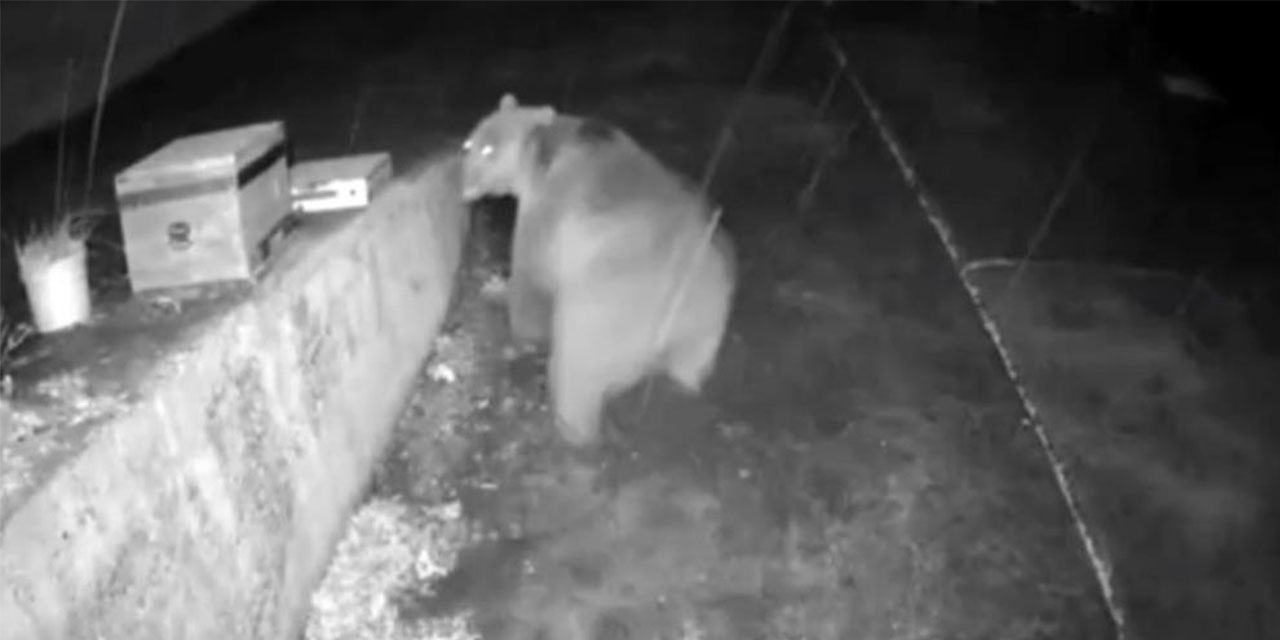 Trabzonlu'nun anons sistemi ayıyı korkup kaçırttı