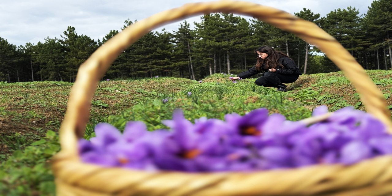 Safran, sarımsak ve kırmızı bibere bilimsel güvence