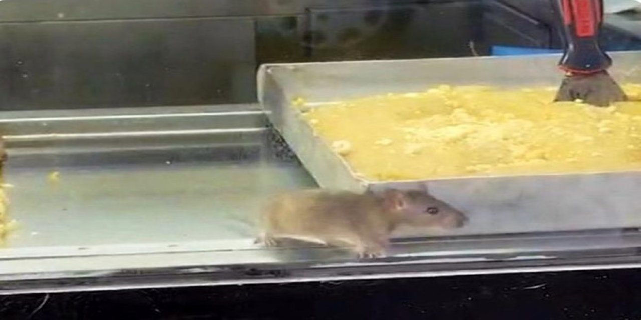 İzmir'den iğrenç görüntü: Börek tezgahlarında fare cirit attı