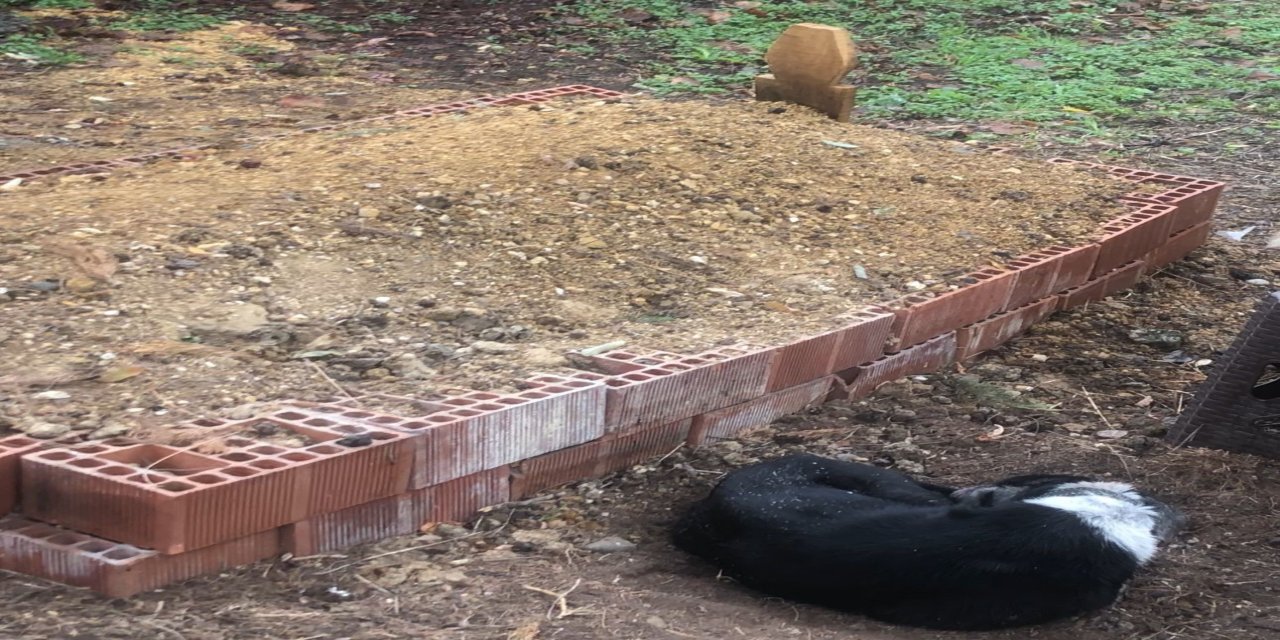 Köpeğin vefası: Sahibinin mezarından ayrılmayan köpek duygulandırdı