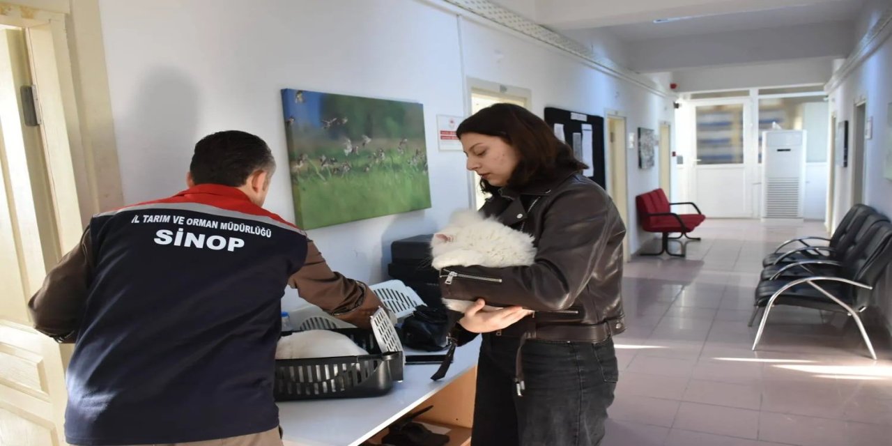 Sinop'ta hayvan kimliklendirme istatistikleri