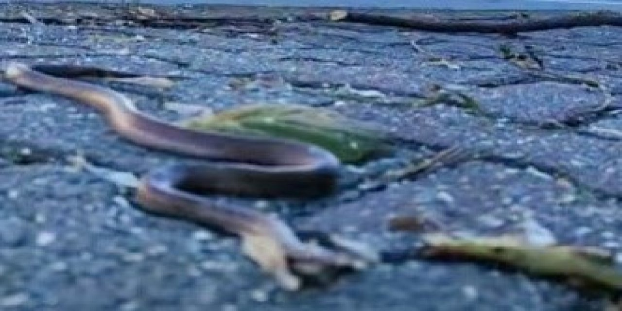 Artvin'in ardından Trabzon'da da yılanlar kış uykusuna yatmadı