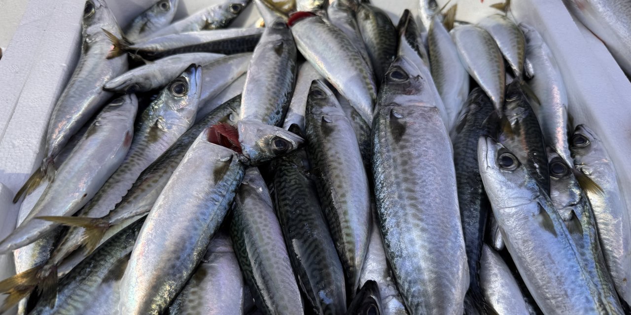 Zonguldak'ta hamsi yoğunluğu yaşandı, palamut çıkmadı