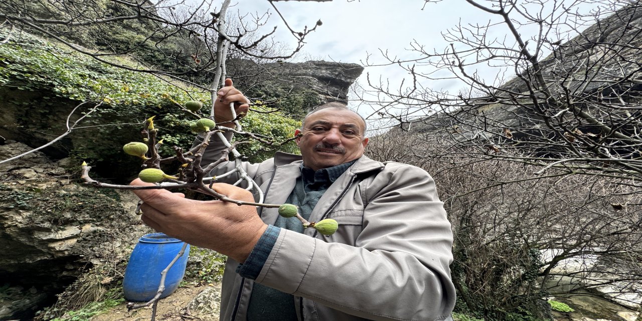İncir ağacı Aralık ayında yeniden meyve verdi