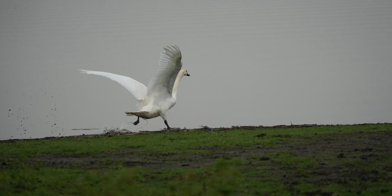 Samsun’da yaban hayatına merhamet eli