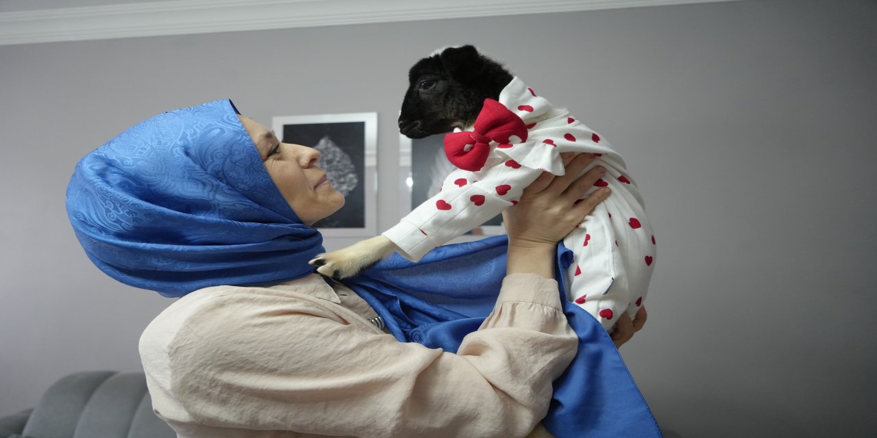 Annesi ölen kuzuya evinde bebek gibi bakıyor