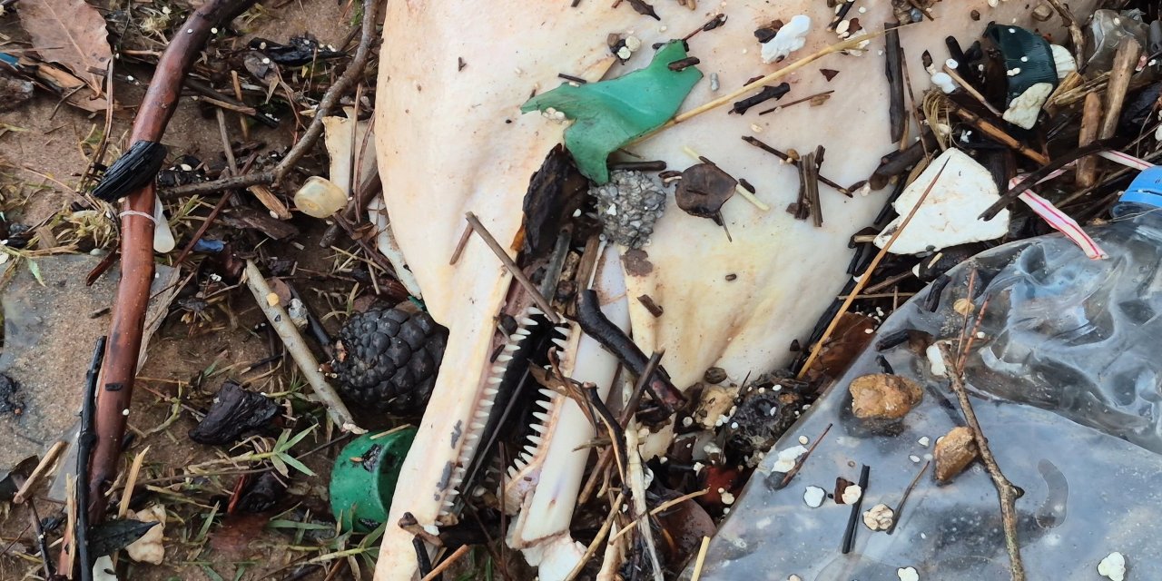 Dev dalgalar, ölü yunus balığının kalıntılarını sahile sürükledi