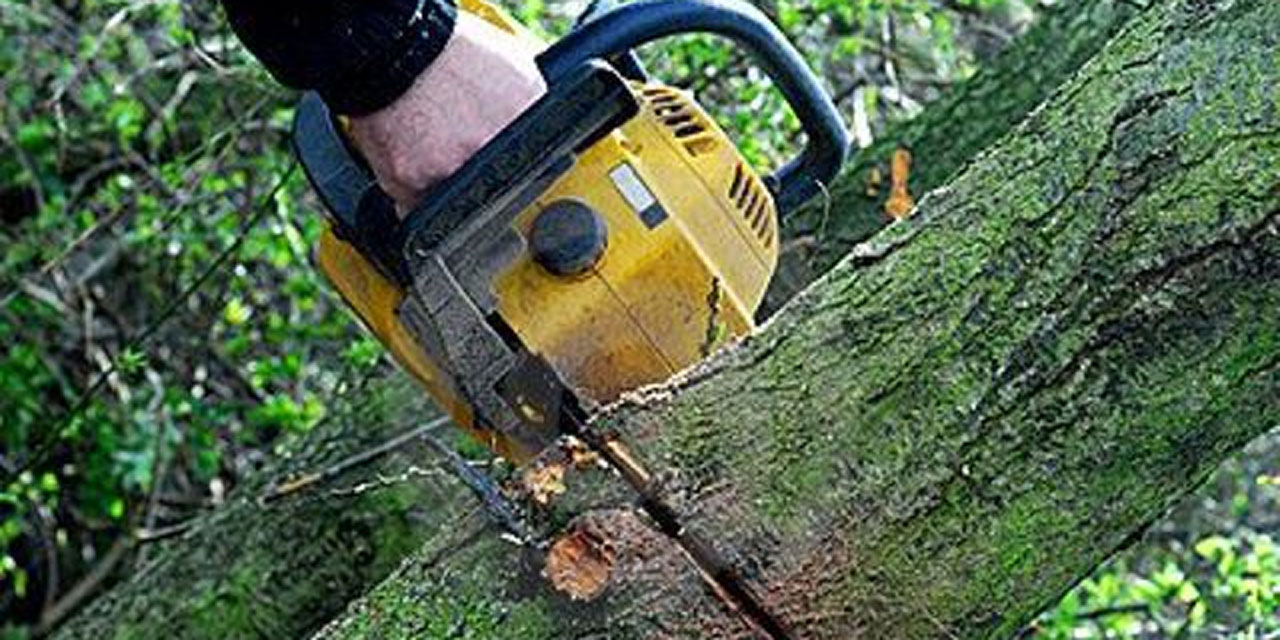 Kestiği ağacın altında kalan kişi öldü