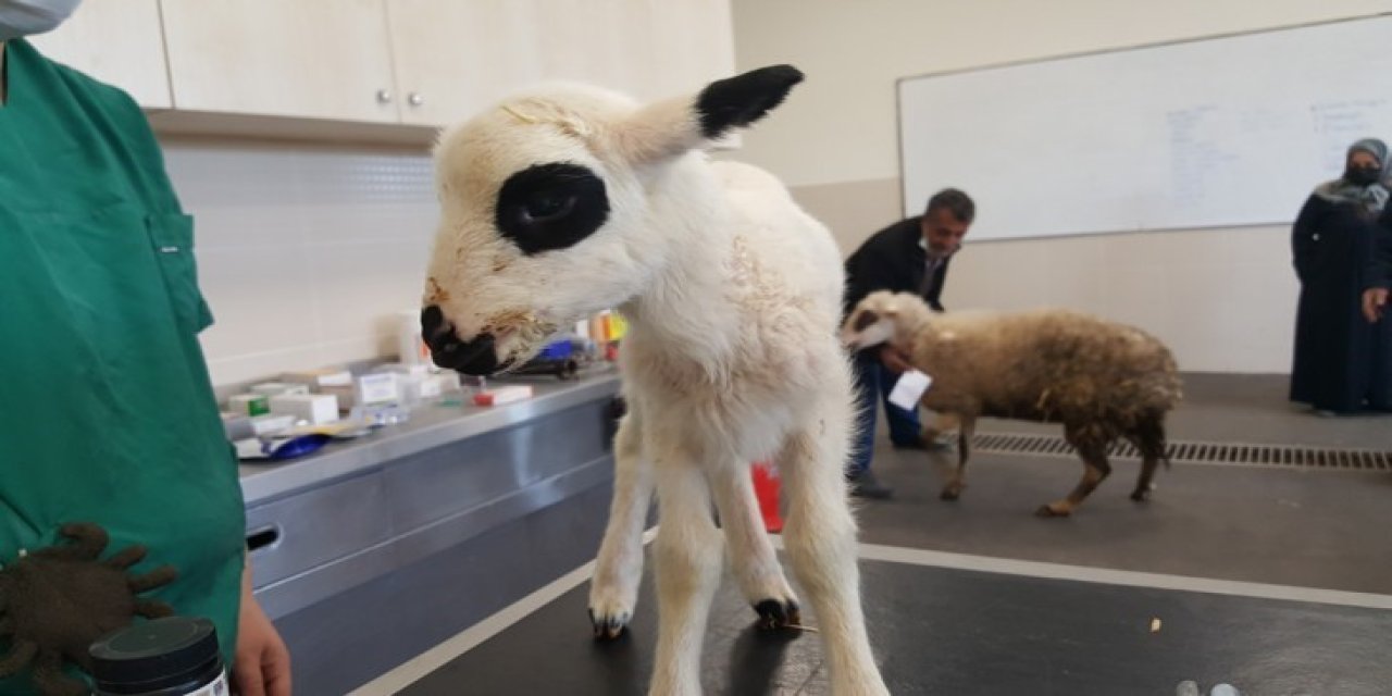 OMÜ Hayvan Hastanesi 2025'te 30 bin 842 hastaya hizmet verdi