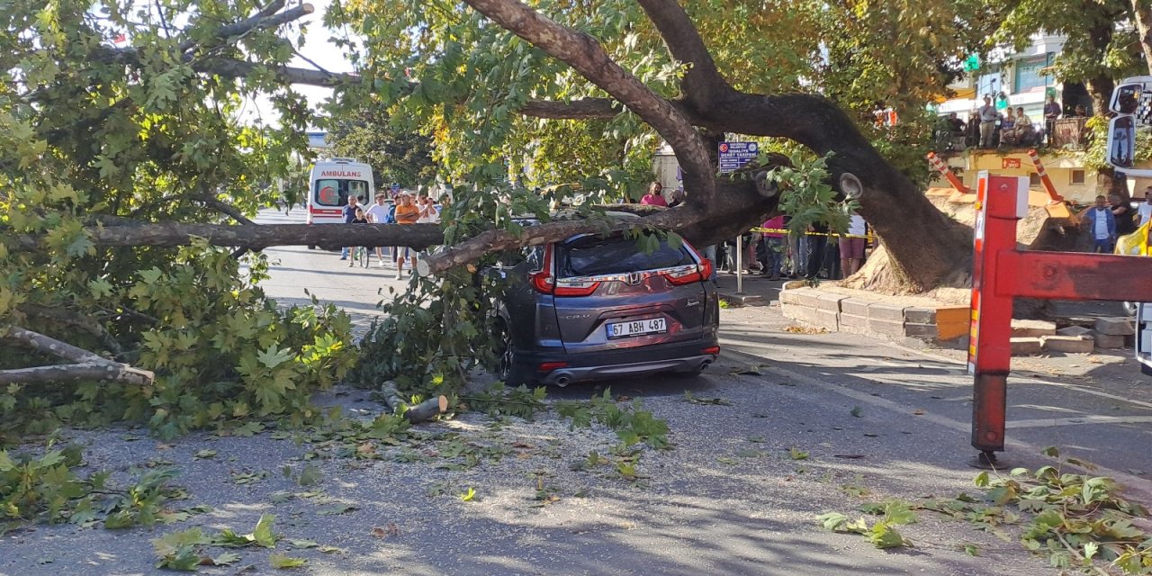 Zonguldak'ta 150 Yıllık Çınar, Cipin Üstüne Devrildi; Araçtaki 3 Kişi Kurtarıldı