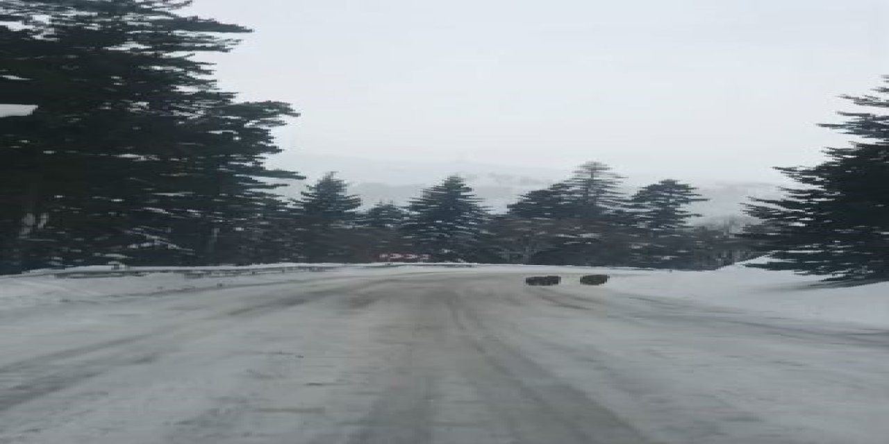 Artvin'de kış uykusuna yatmayan 4 boz ayı kamerada