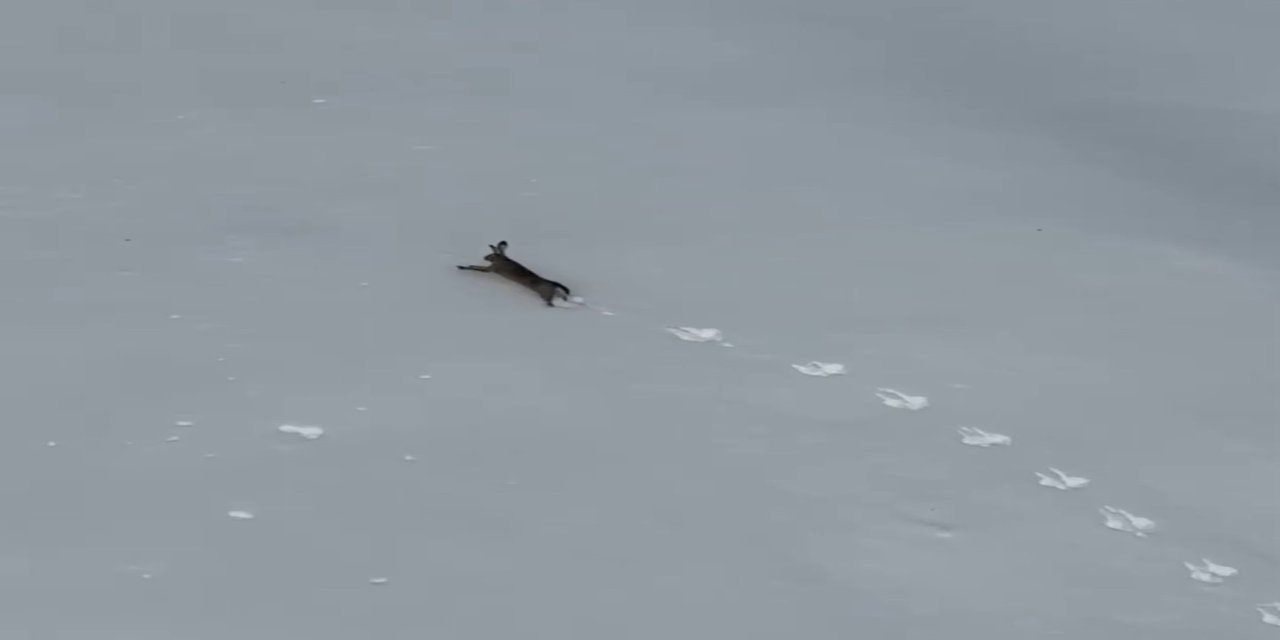 Kar üzerinde koşan yaban tavşanı görüntülendi