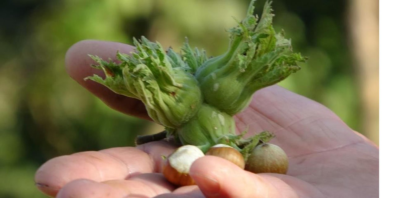 Düzce'de fındık ihraç rakamları geçen yılın gerisinde kaldı