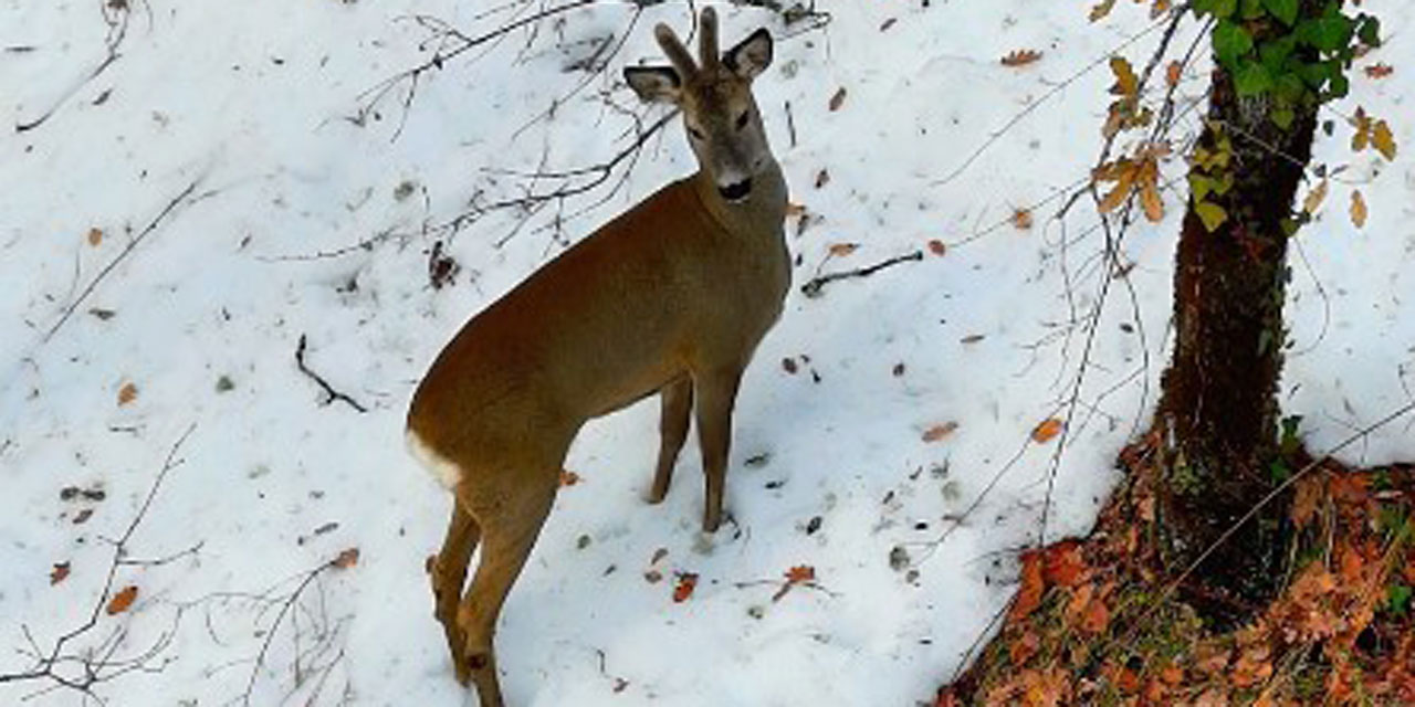 Kar altındaki karacalar görüntülendi