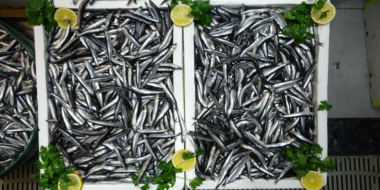 Türkiye'nin hamsi ihracatında Avrupa ülkeleri ilk sırada