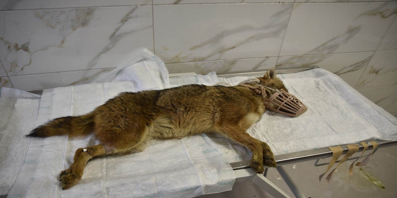 Ölümcül virüse yakalanan çakal tedavi ediliyor