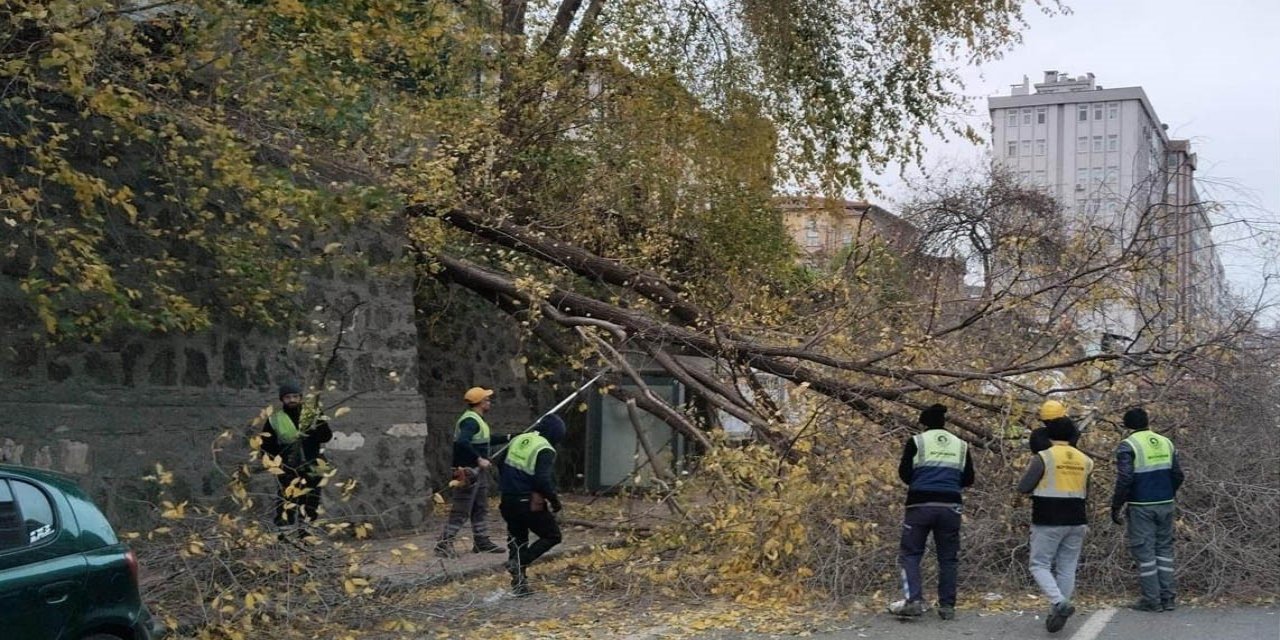 Samsun’da şiddetli rüzgar ağaçları devirdi