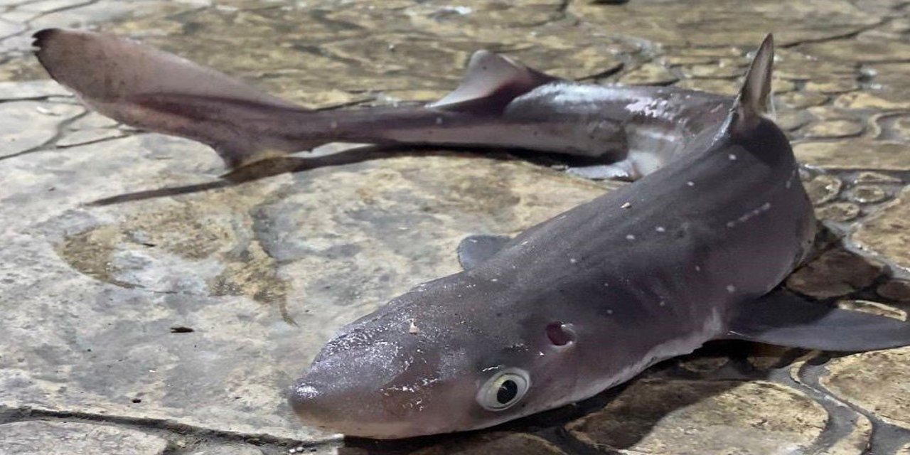 Köpekbalıkları Karadeniz'de ağlardan sonra balıkçıların oltalarına da takılmaya başladı