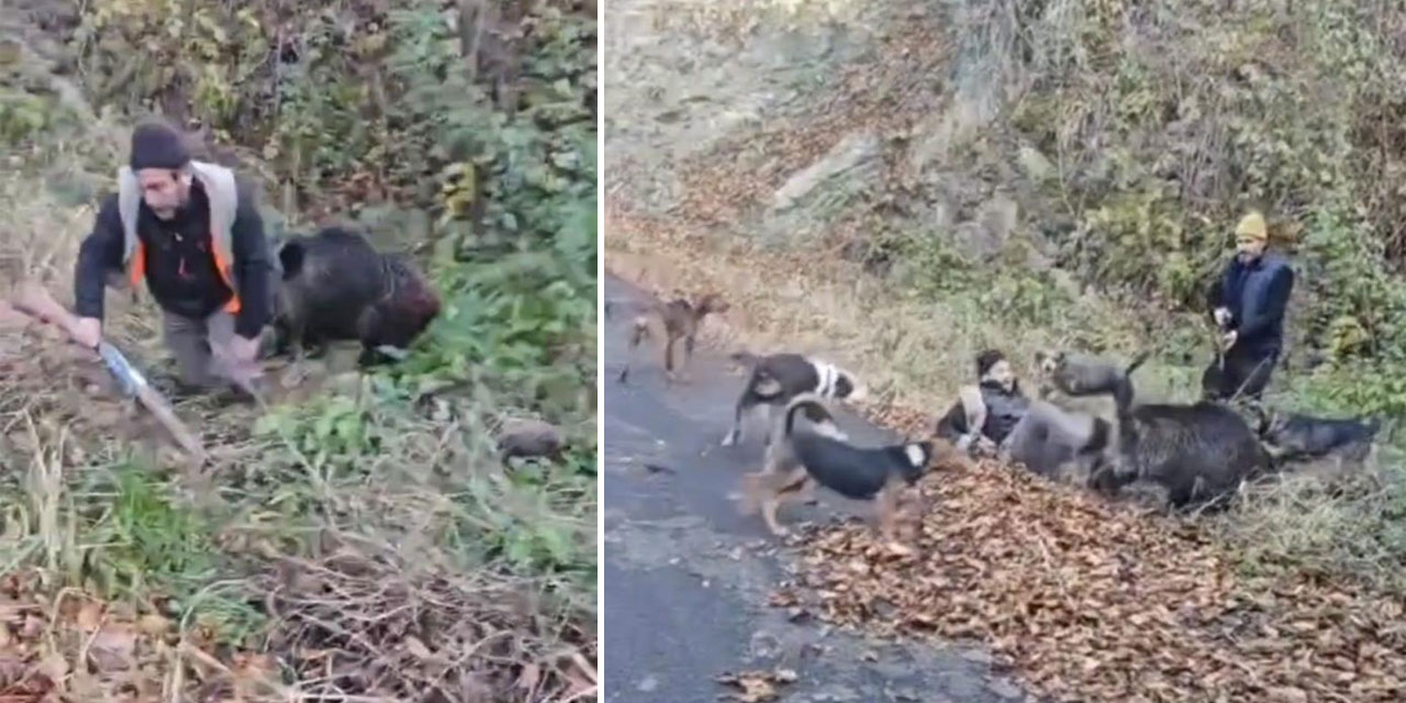 Domuzun saldırısından avcı arkadaşları kurtardı