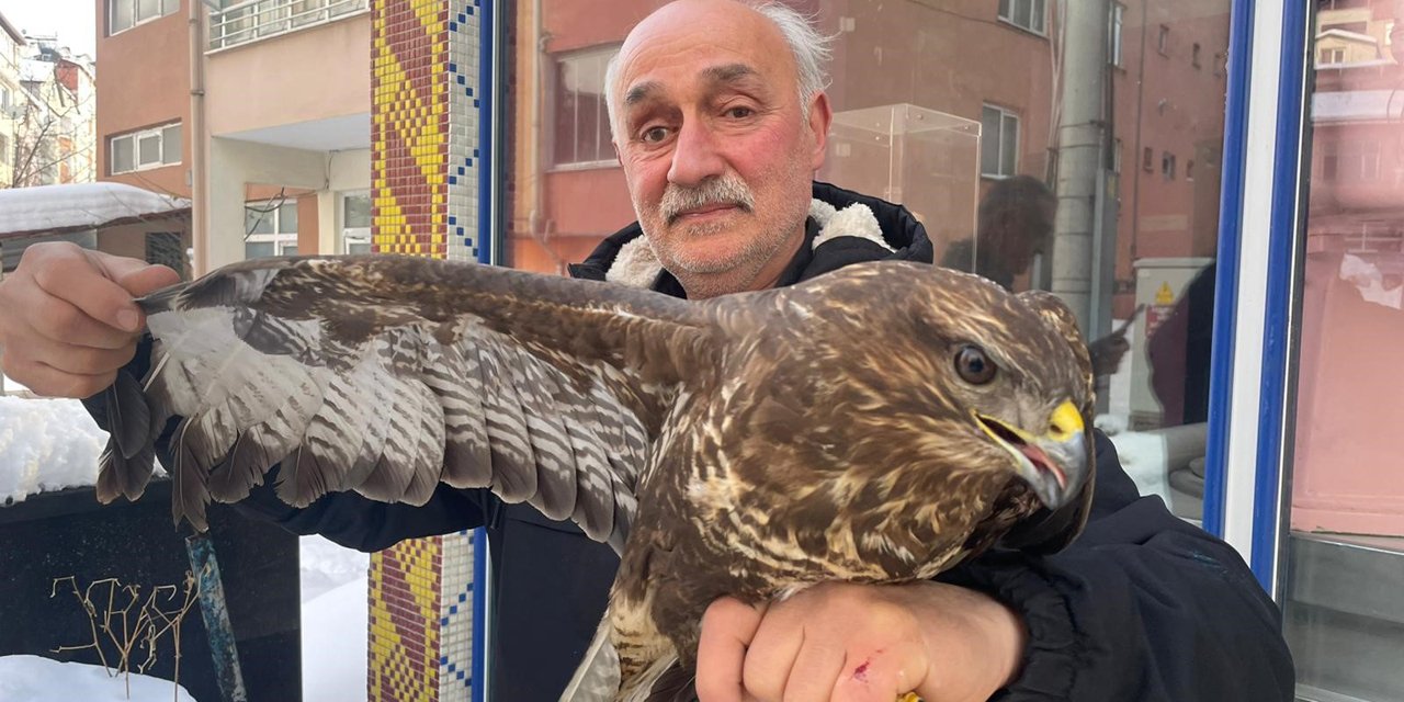 Yaralı boz şahine şefkat eli