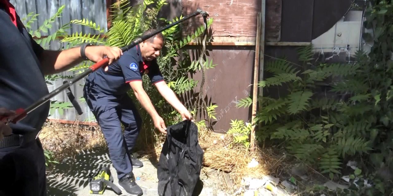 Avcılar'da Binanın Bahçesindeki Yılanı İtfaiye Ekipleri Yakaladı