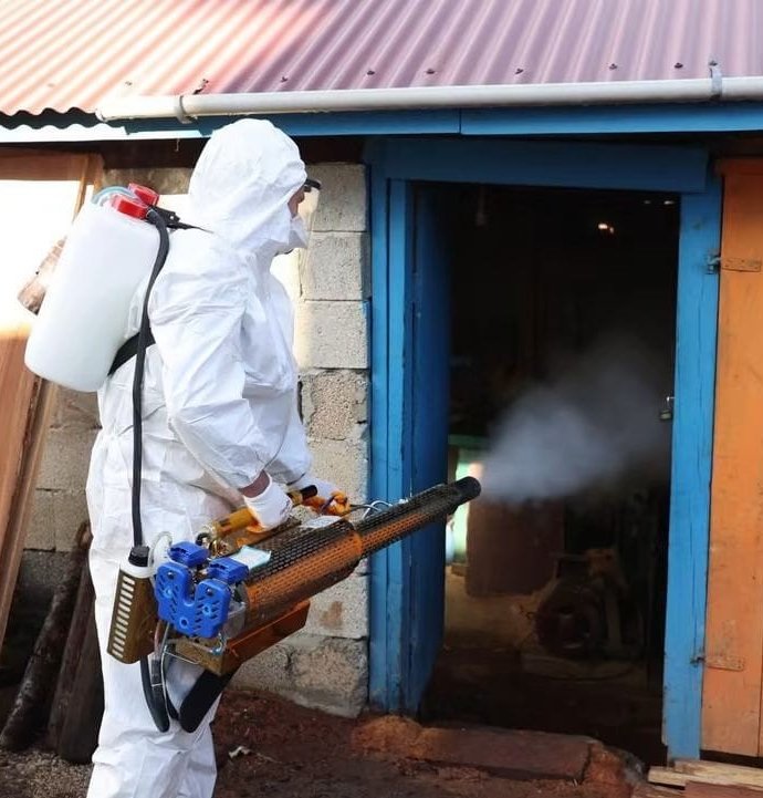 Ordu'da kahverengi kokarcaya karşı 300 binden fazla kışlak ilaçlanıyor