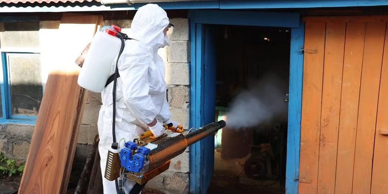 Ordu'da kahverengi kokarcaya karşı 300 binden fazla kışlak ilaçlanıyor