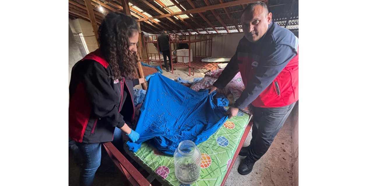 Samuray arısı üretiminde kullanılmak üzere kahverengi kokarca topluyorlar