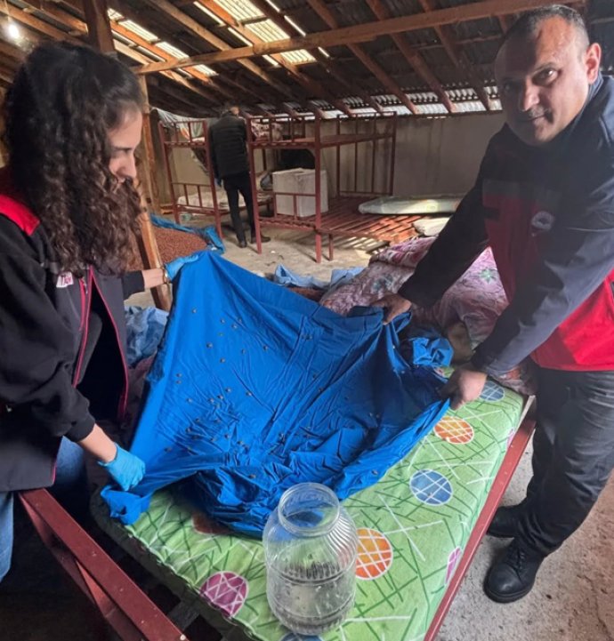 Samuray arısı üretiminde kullanılmak üzere kahverengi kokarca topluyorlar