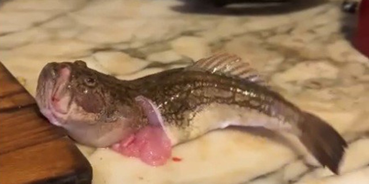 İçi temizlenen balık dakikalarca çırpınmaya devam etti