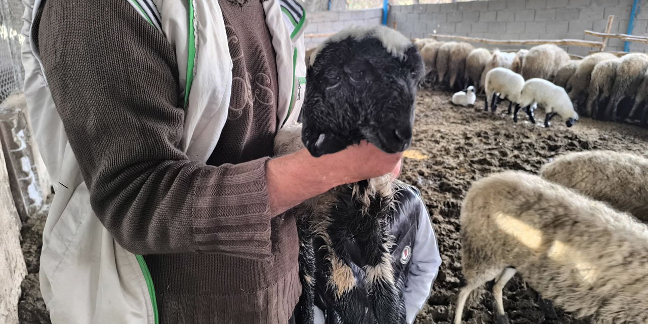 Çift başı ve 4 gözü ile doğan kuzu yaşama tutundu