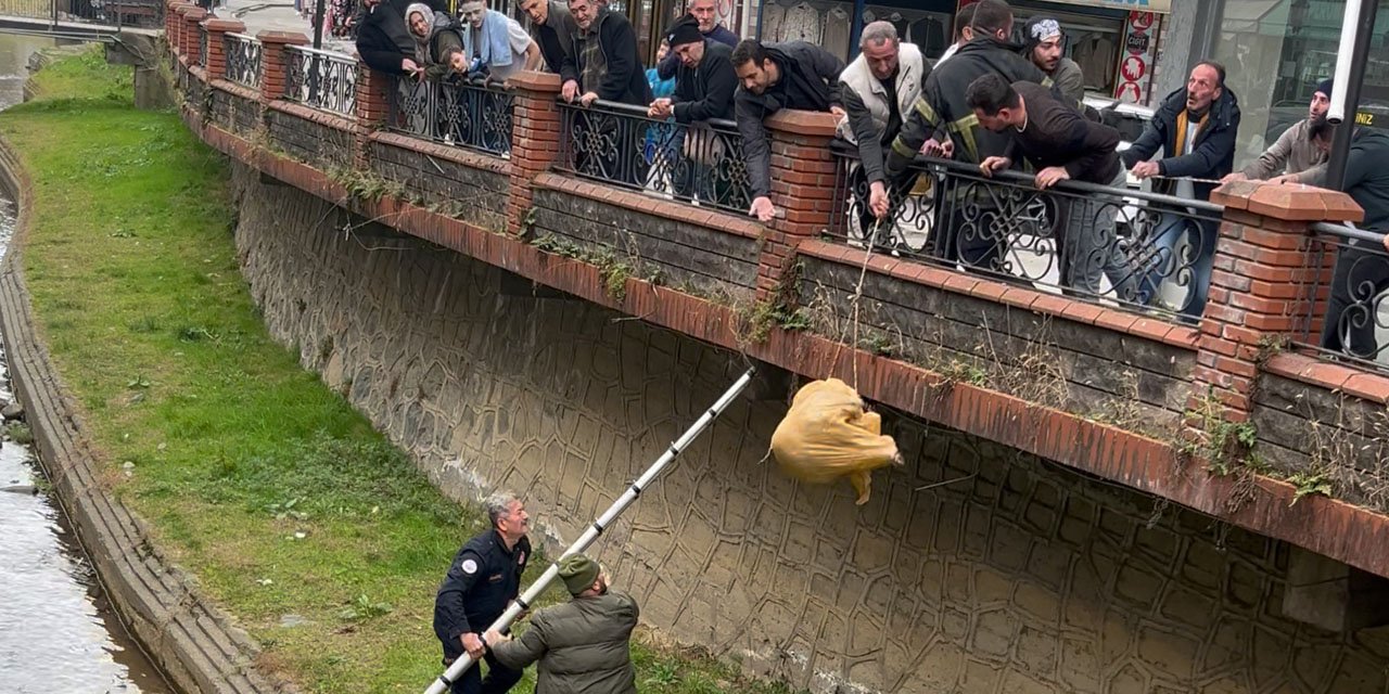 Rize'de dere yatağında mahsur kalan köpek itfaiye ve vatandaşın yardımıyla kurtarıldı