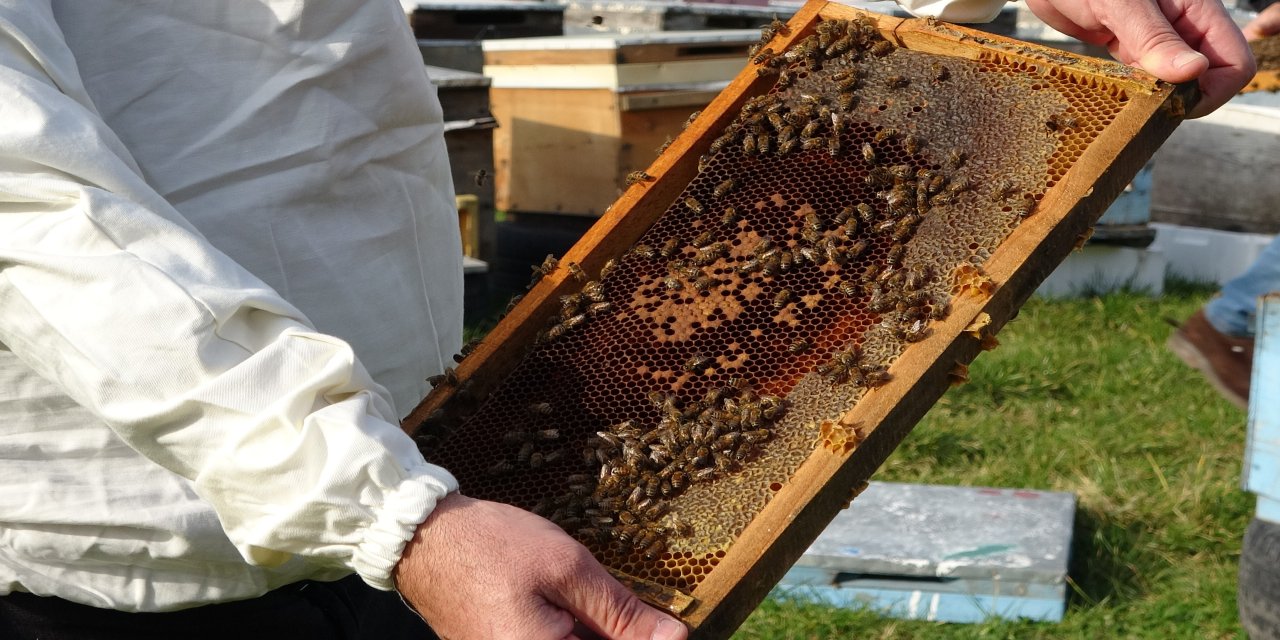 Türkiye'de en fazla bal üretiminin yapıldığı Ordu'da arıcılar sezona hazırlanıyor