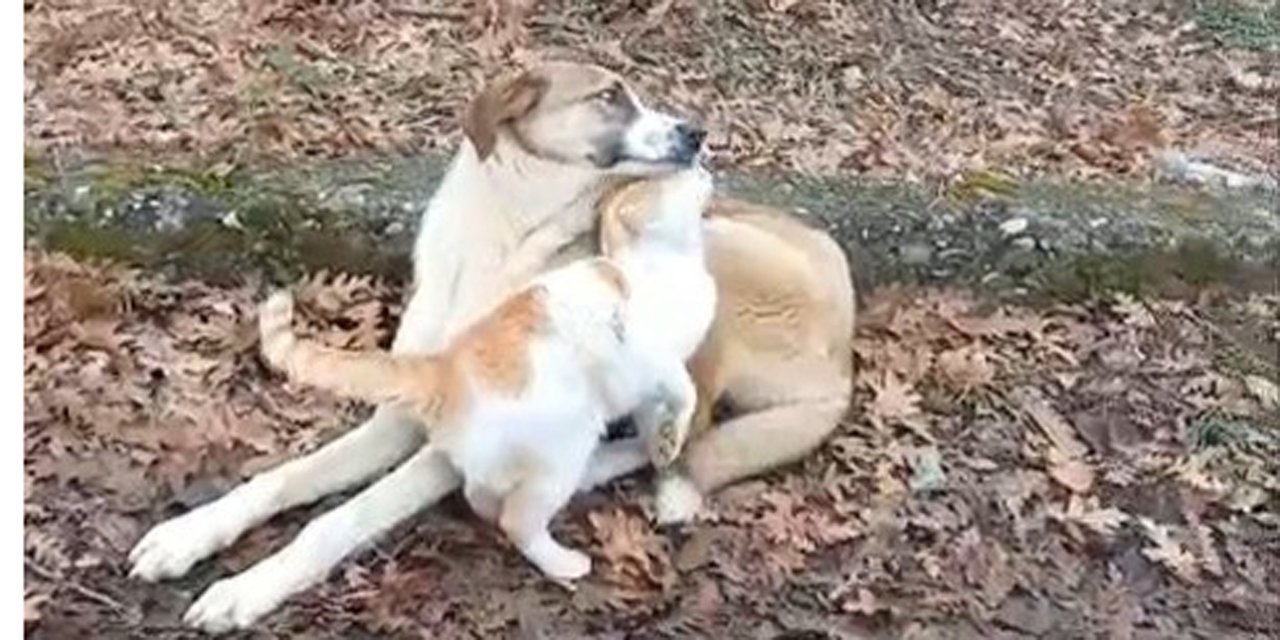 Kedi ve köpeğin dostluğu yüzleri güldürdü